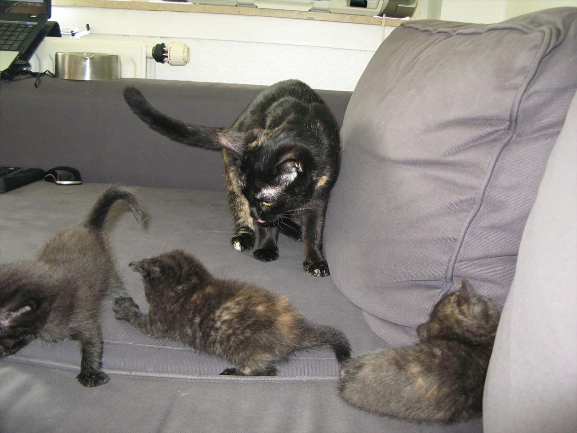 Huskat Light twin billede 12