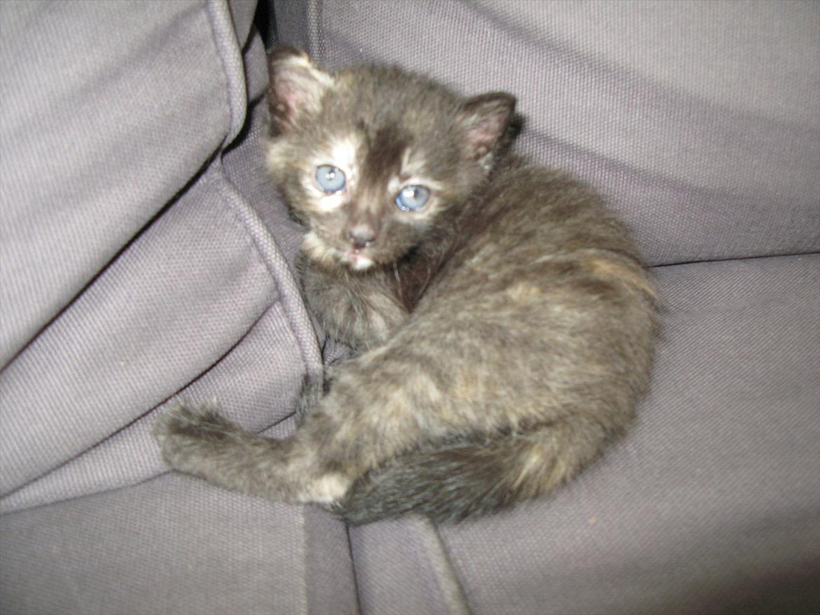 Huskat Koala billede 1