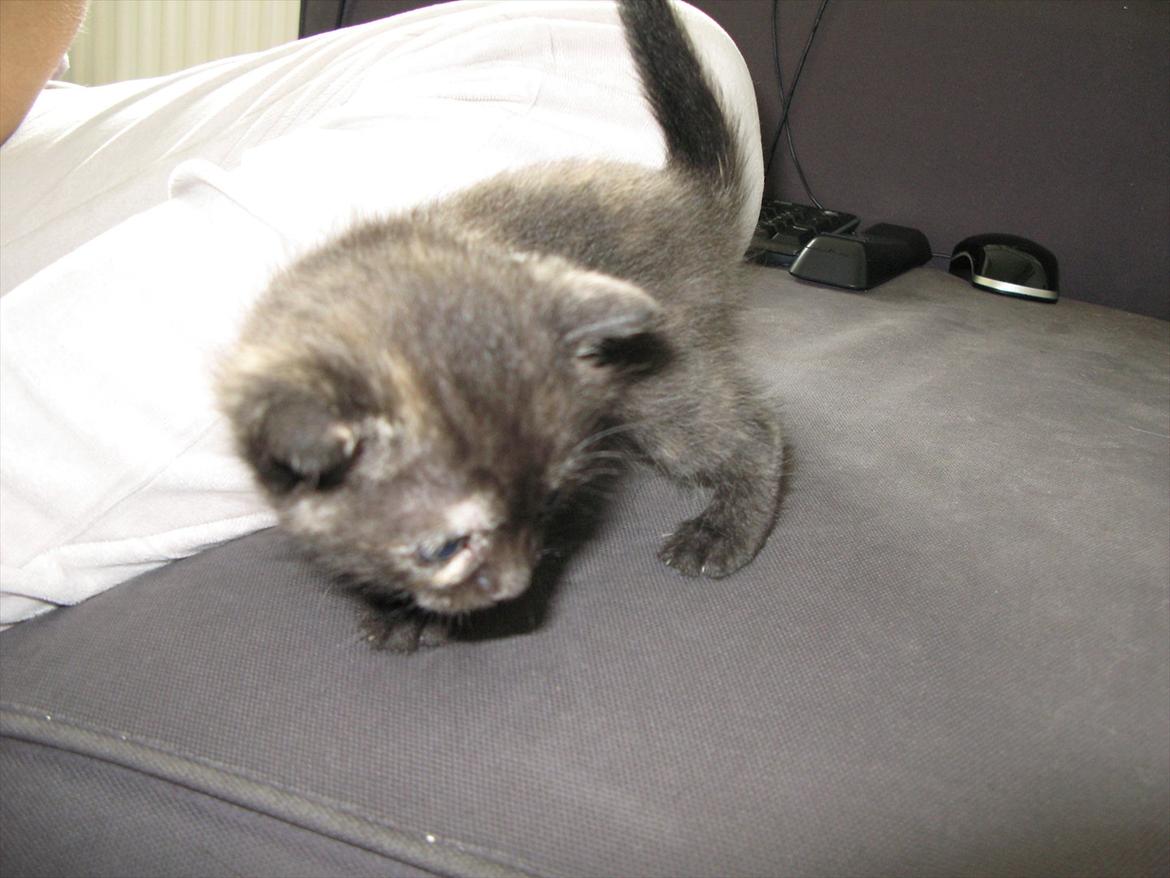 Huskat Koala billede 2