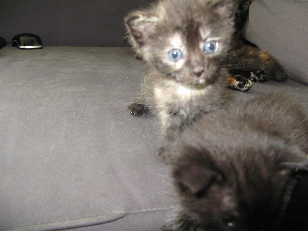 Huskat Koala billede 3