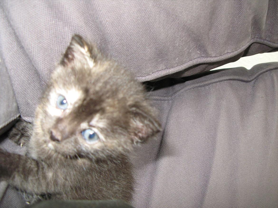 Huskat Koala billede 4