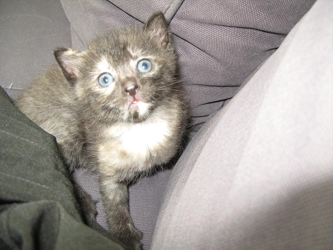 Huskat Koala billede 5