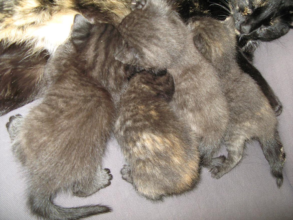 Huskat Koala billede 6