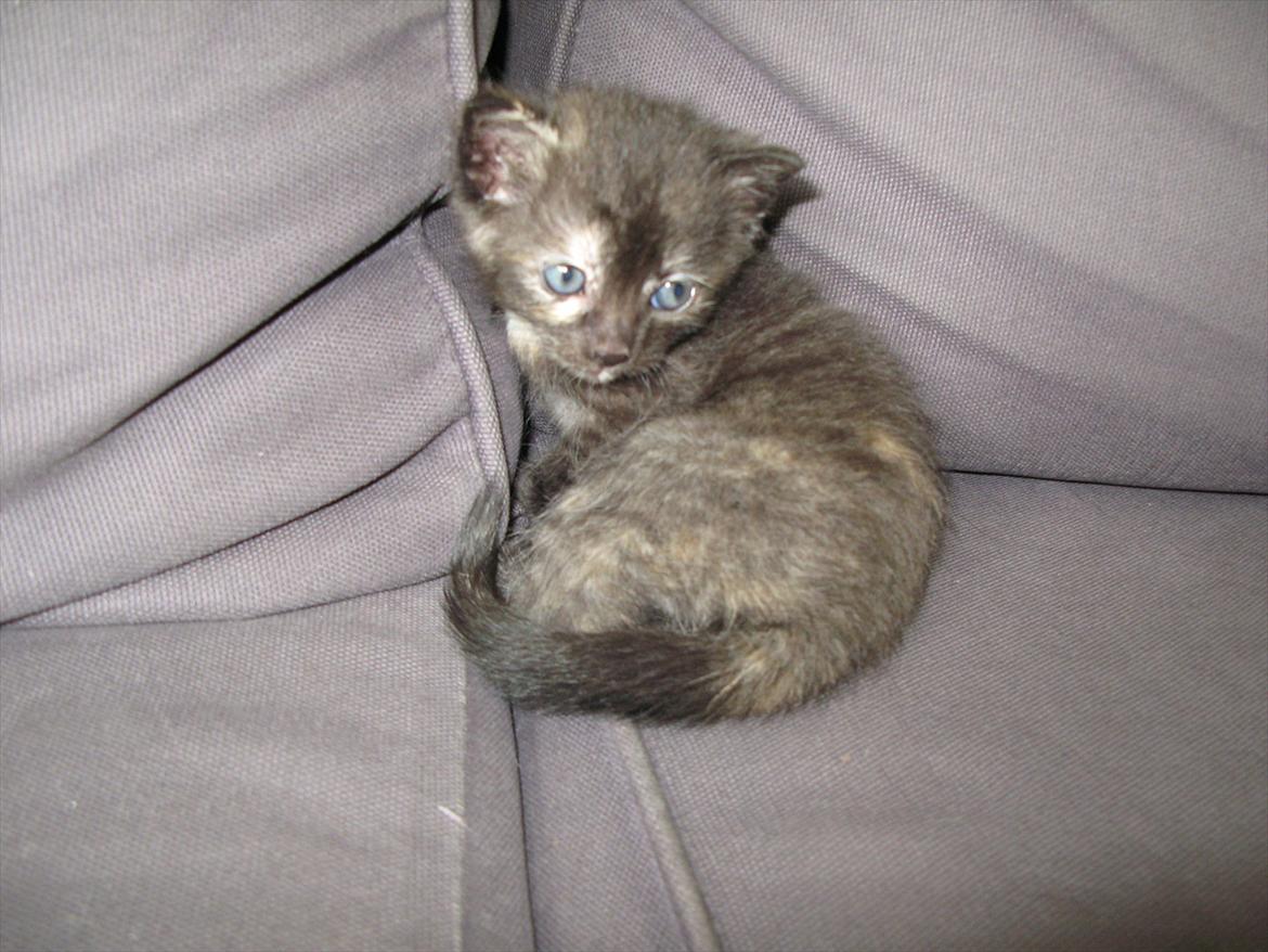 Huskat Koala billede 7