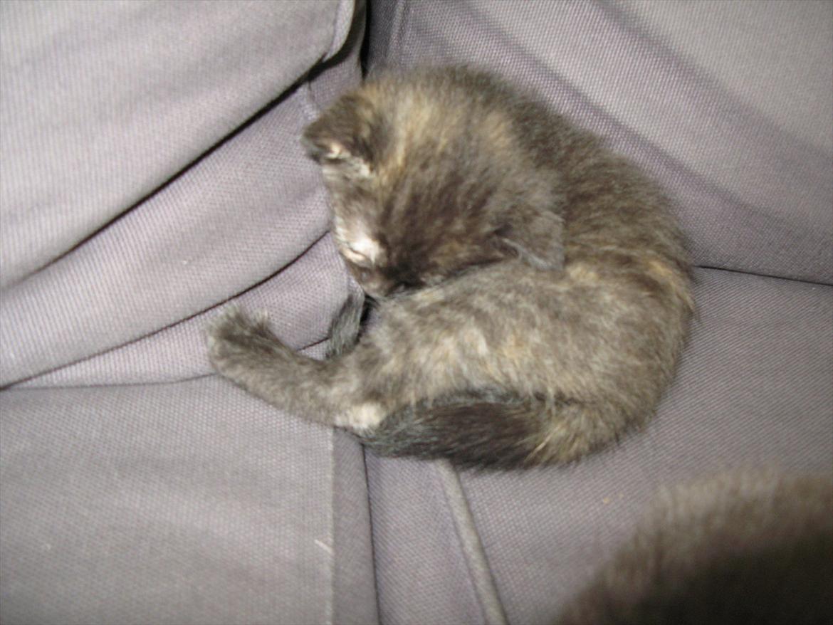 Huskat Koala billede 8