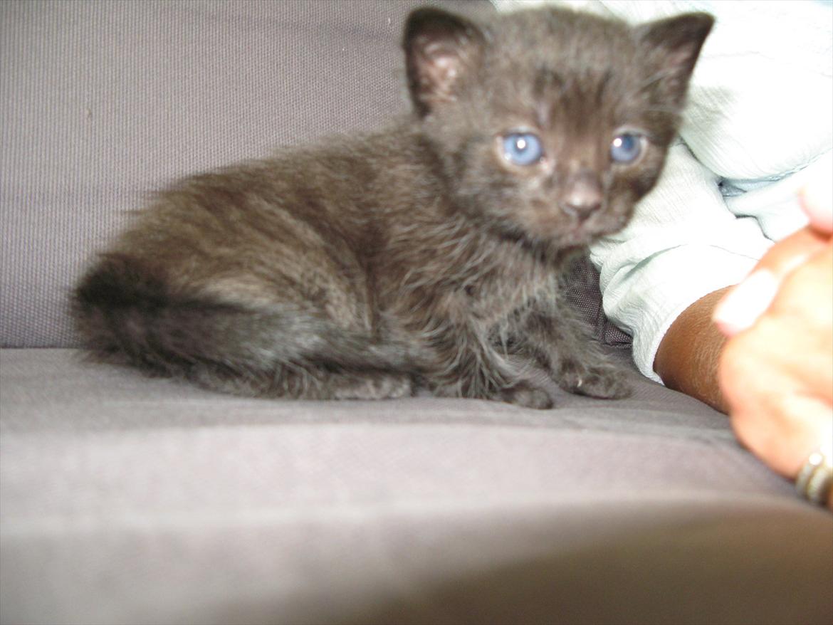 Huskat dark twin billede 1