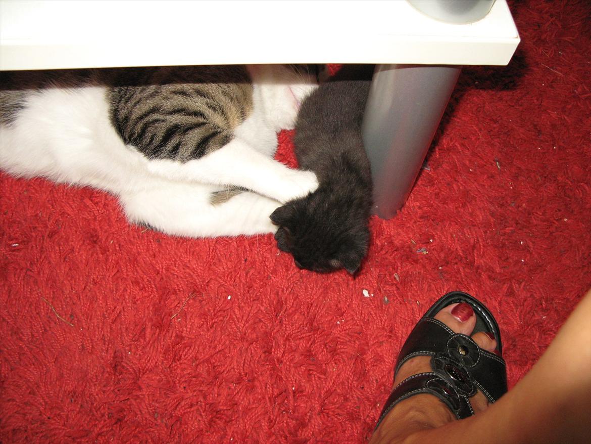 Huskat dark twin billede 2