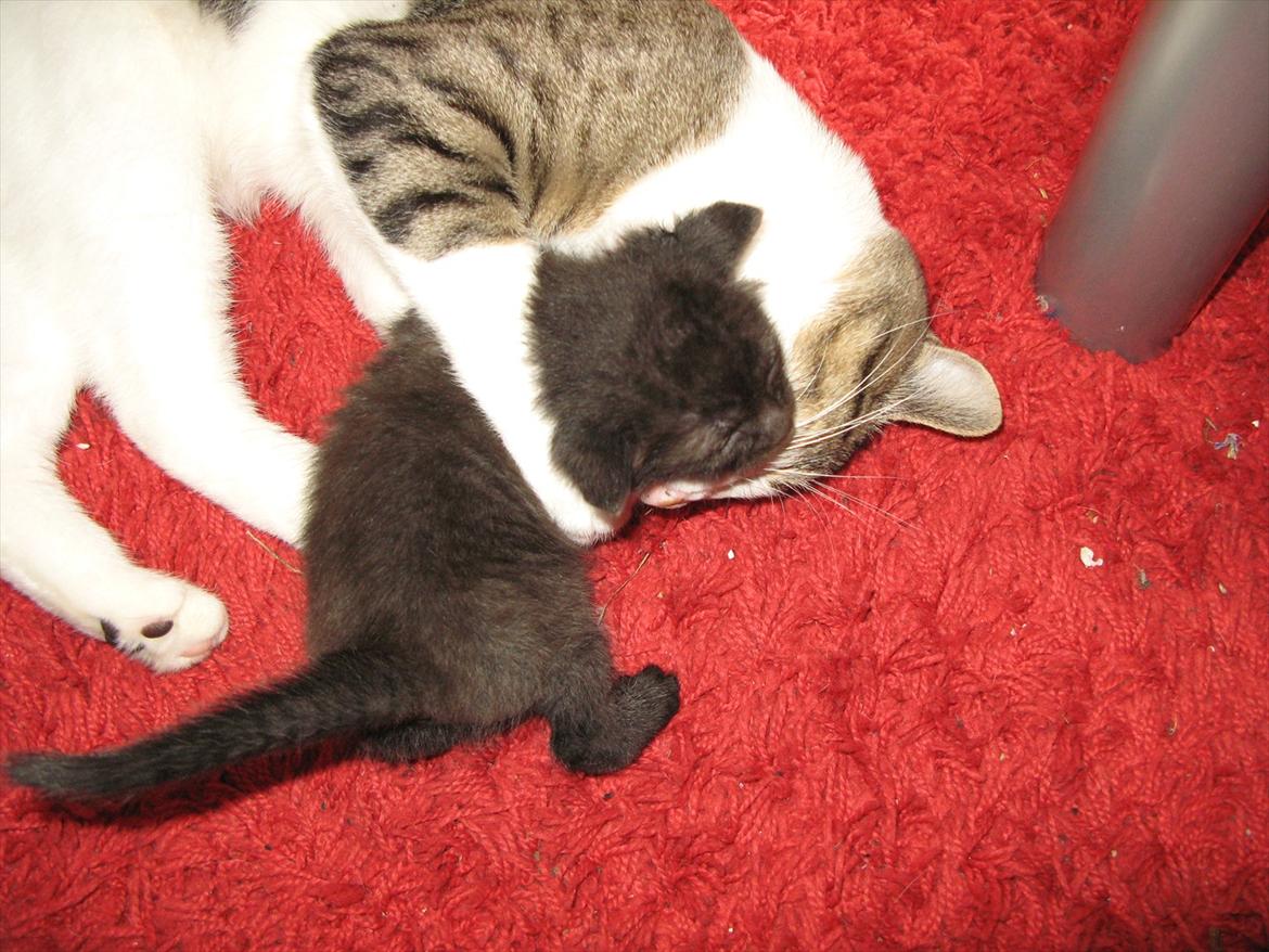 Huskat dark twin billede 4