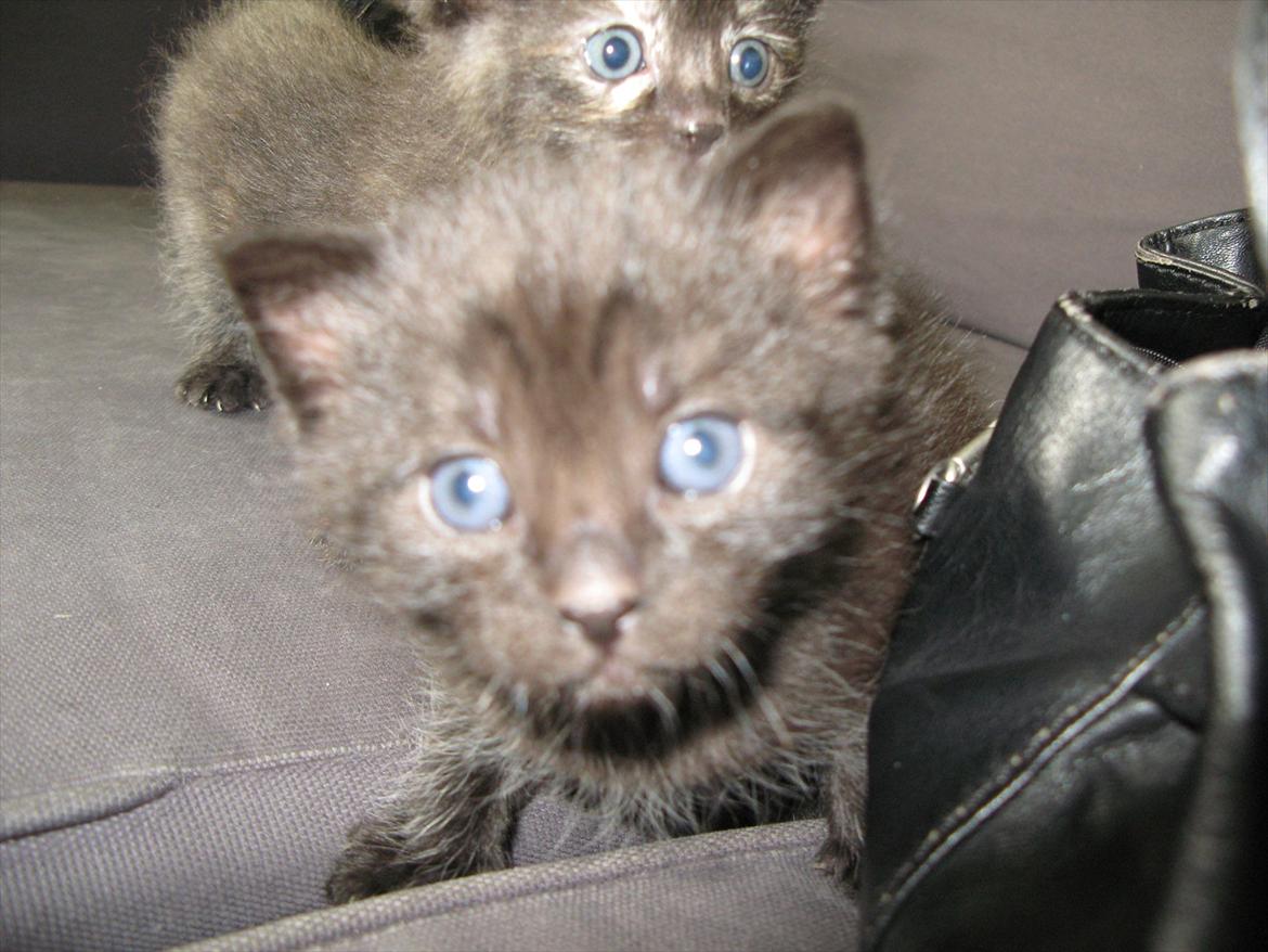 Huskat dark twin billede 5