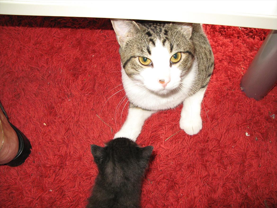 Huskat dark twin billede 6