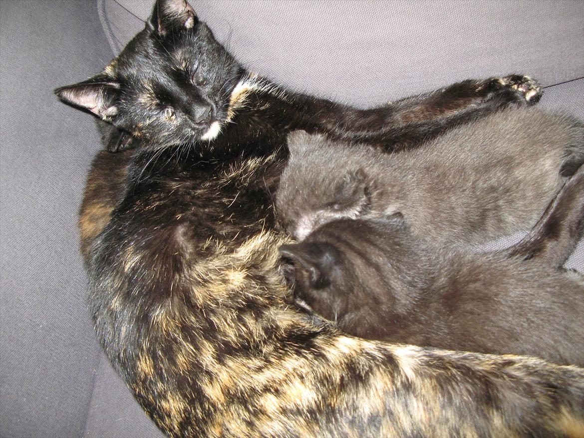 Huskat dark twin billede 7