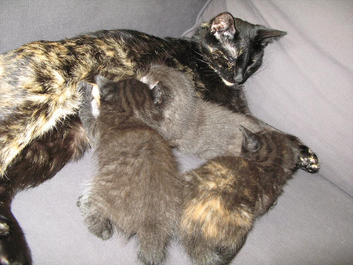 Huskat dark twin billede 9