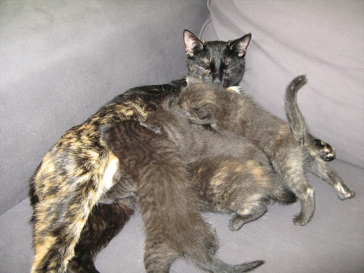 Huskat dark twin billede 10