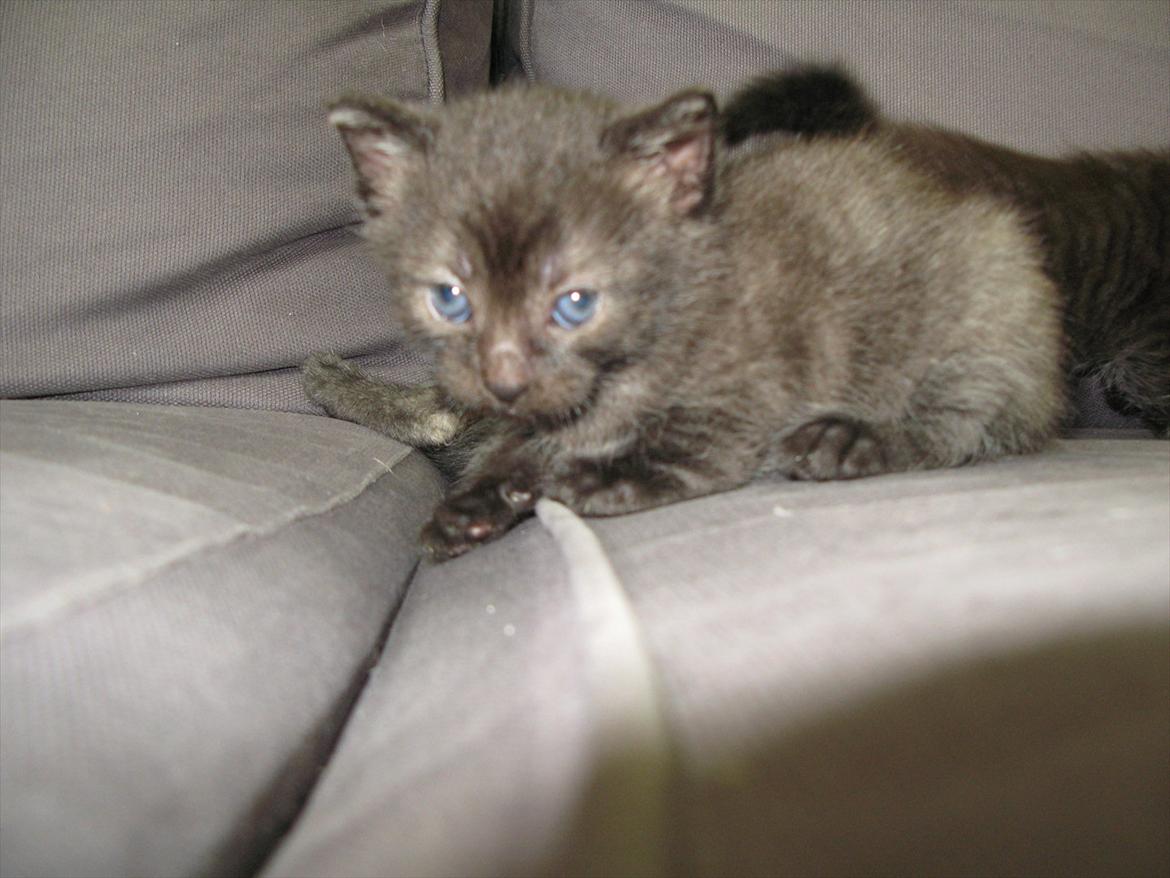 Huskat dark twin billede 12