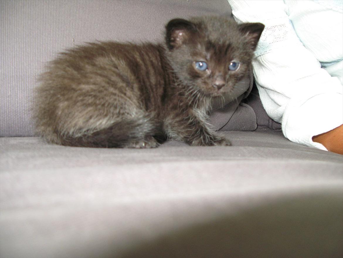 Huskat dark twin billede 13