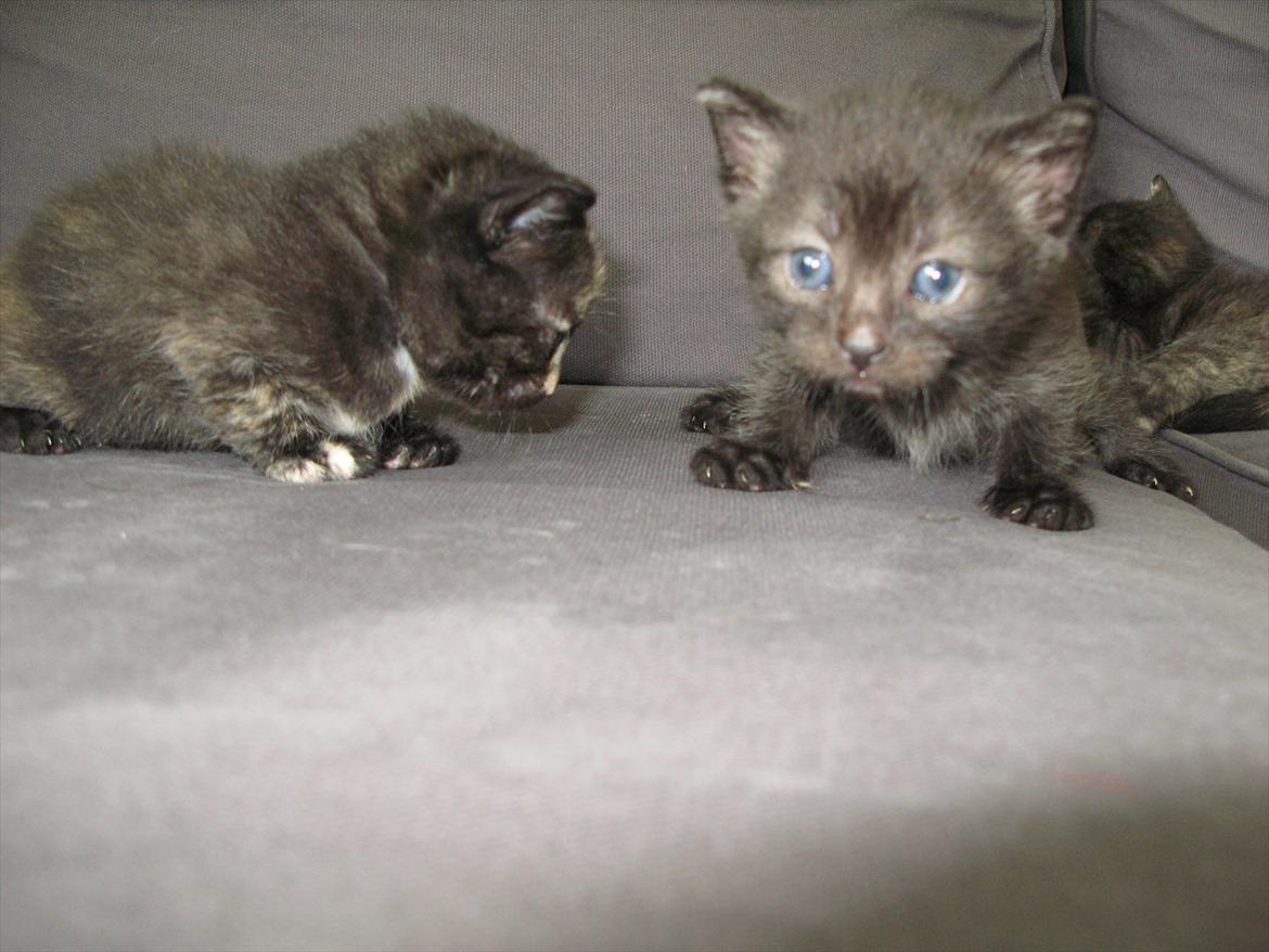 Huskat dark twin billede 14