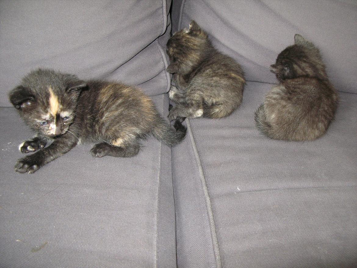 Huskat dark twin billede 15