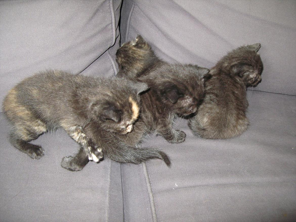 Huskat dark twin billede 16