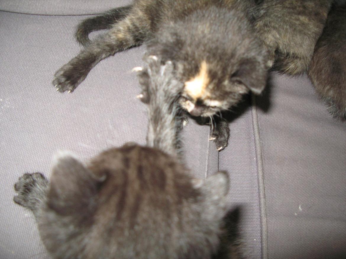 Huskat dark twin billede 18