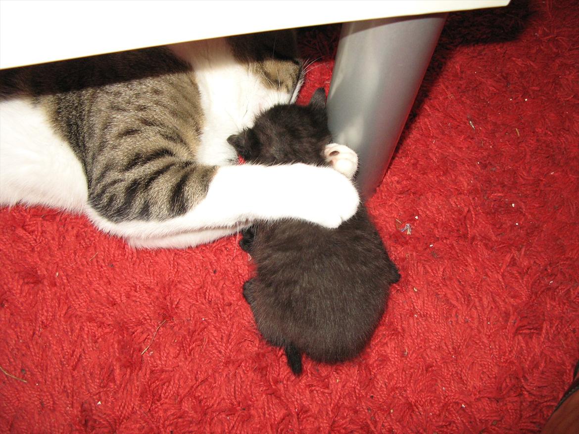 Huskat dark twin billede 19