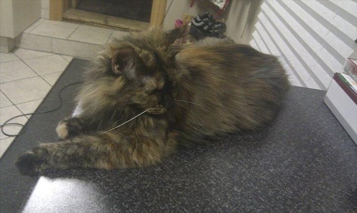 Maine Coon Pjuske billede 1