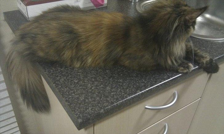 Maine Coon Pjuske billede 2