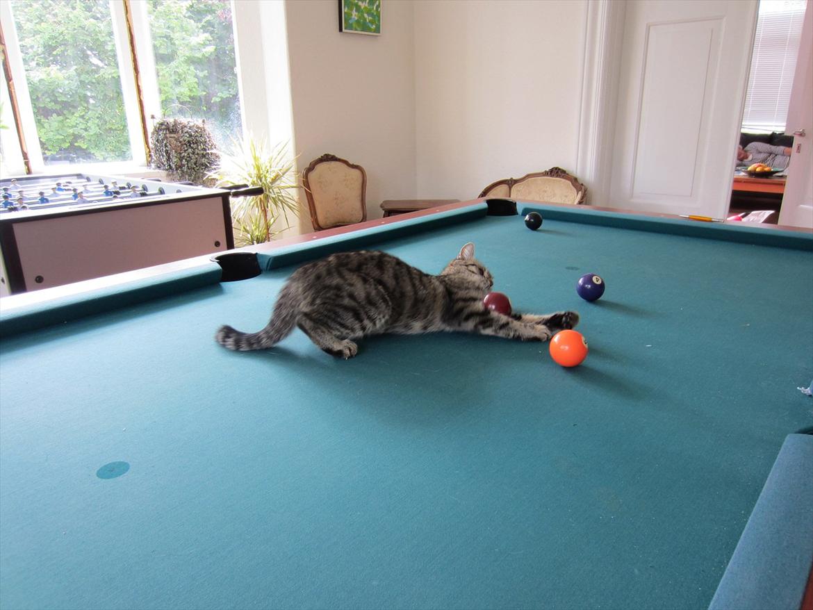 Huskat kika billede 14