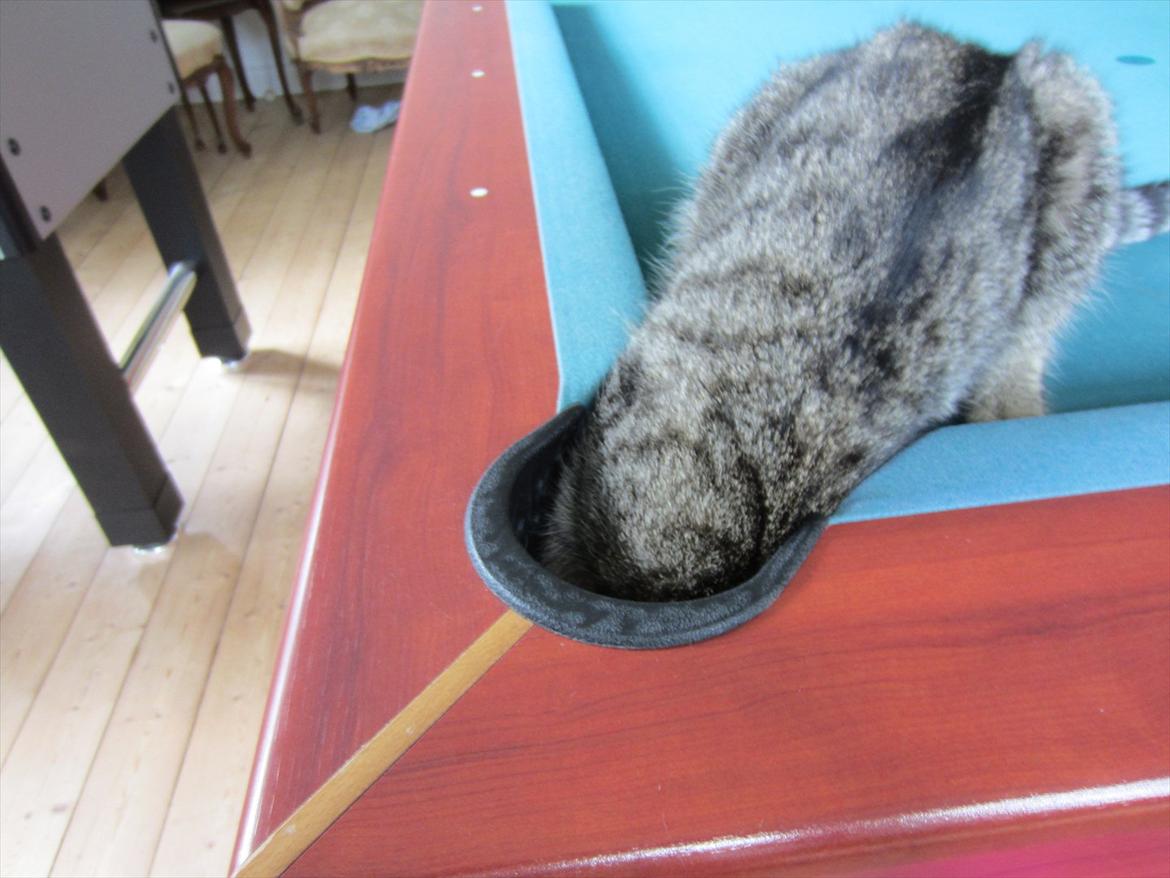 Huskat kika billede 15