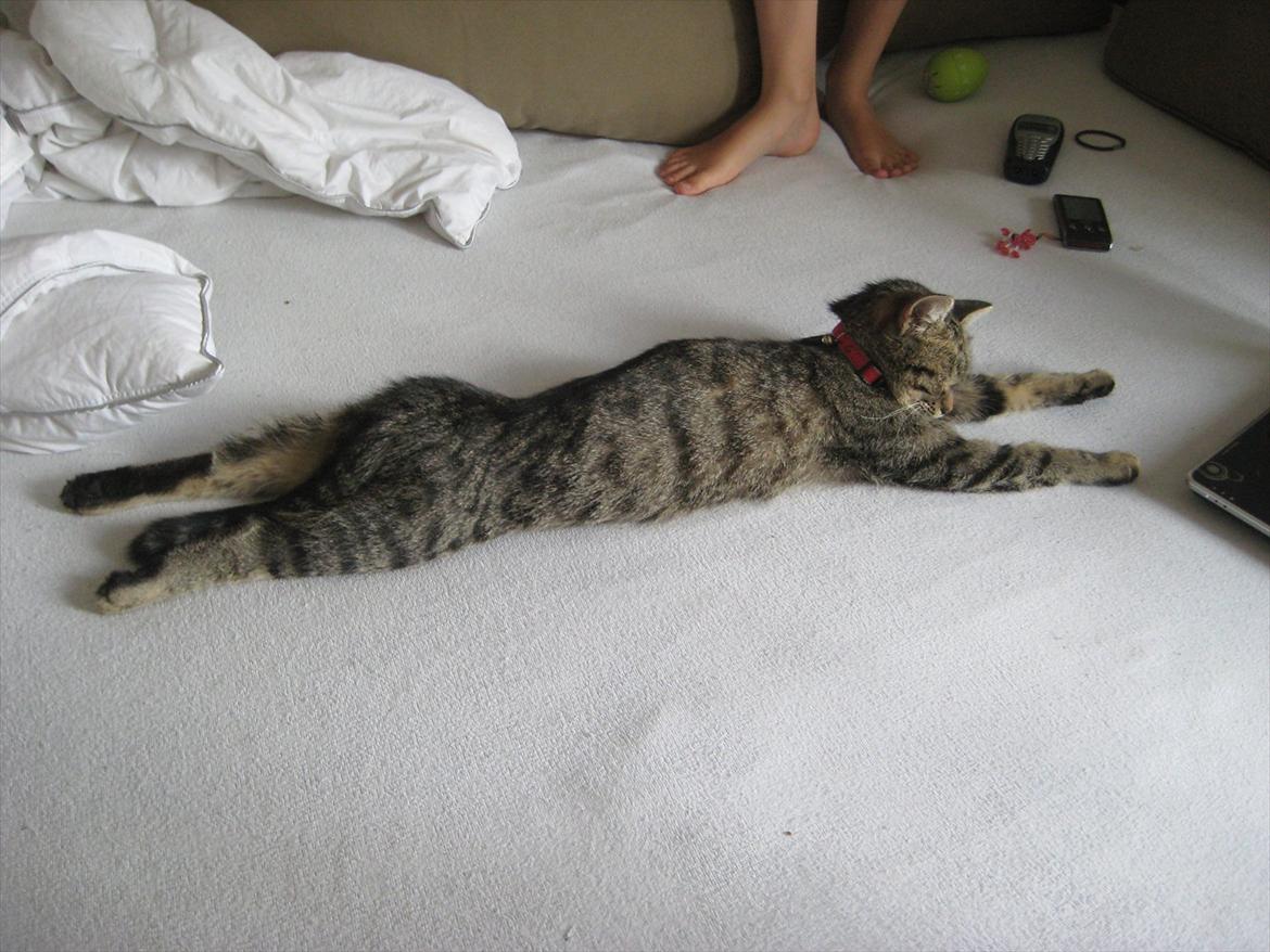 Huskat kika billede 16