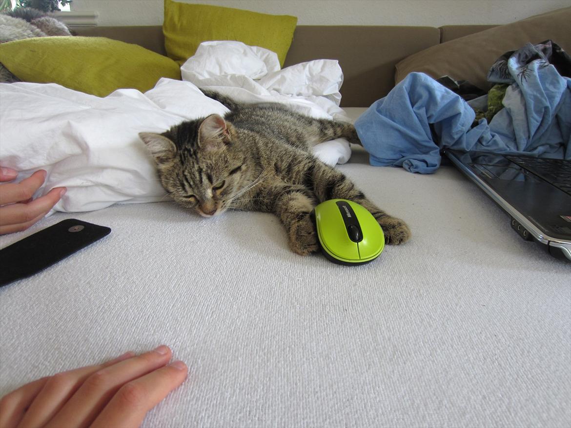 Huskat kika billede 18