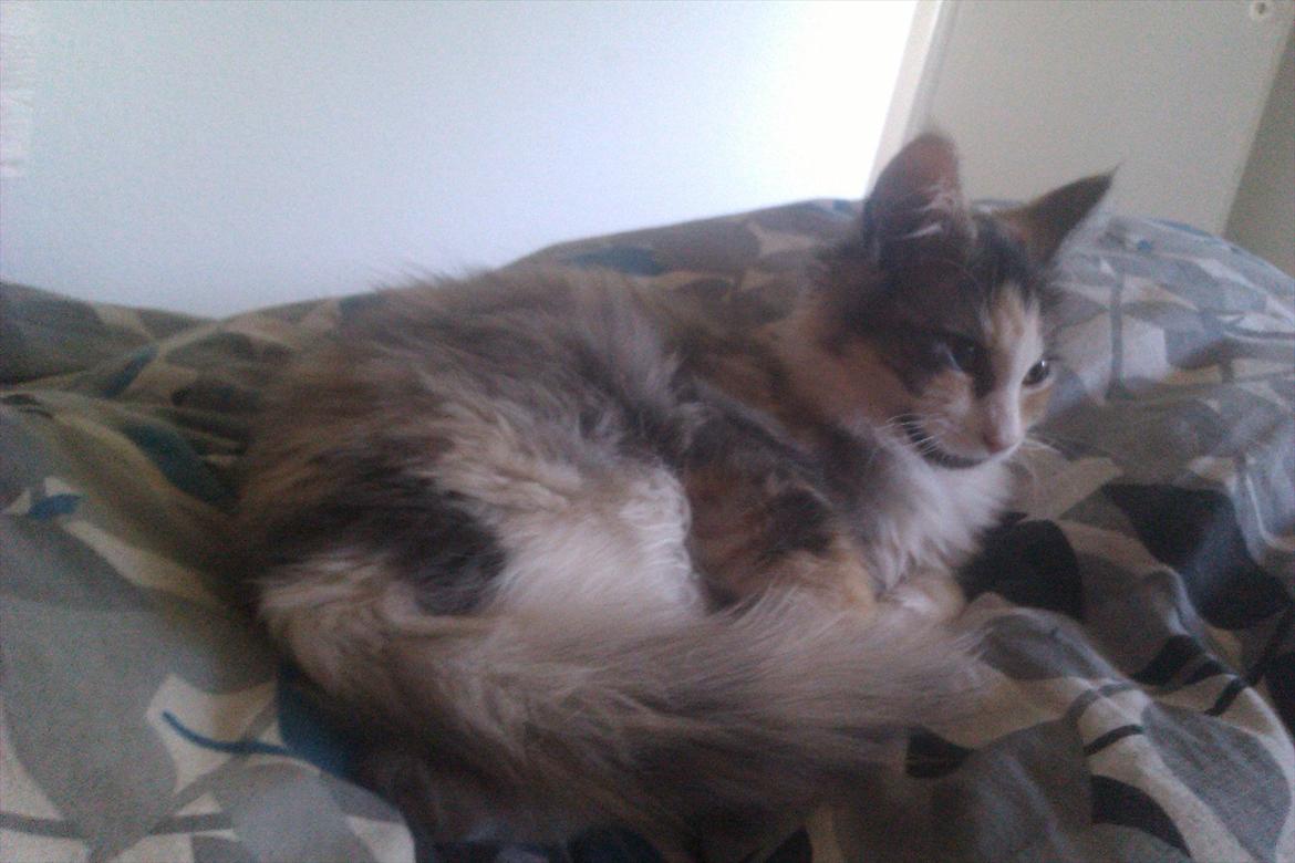 Maine Coon Fie billede 9