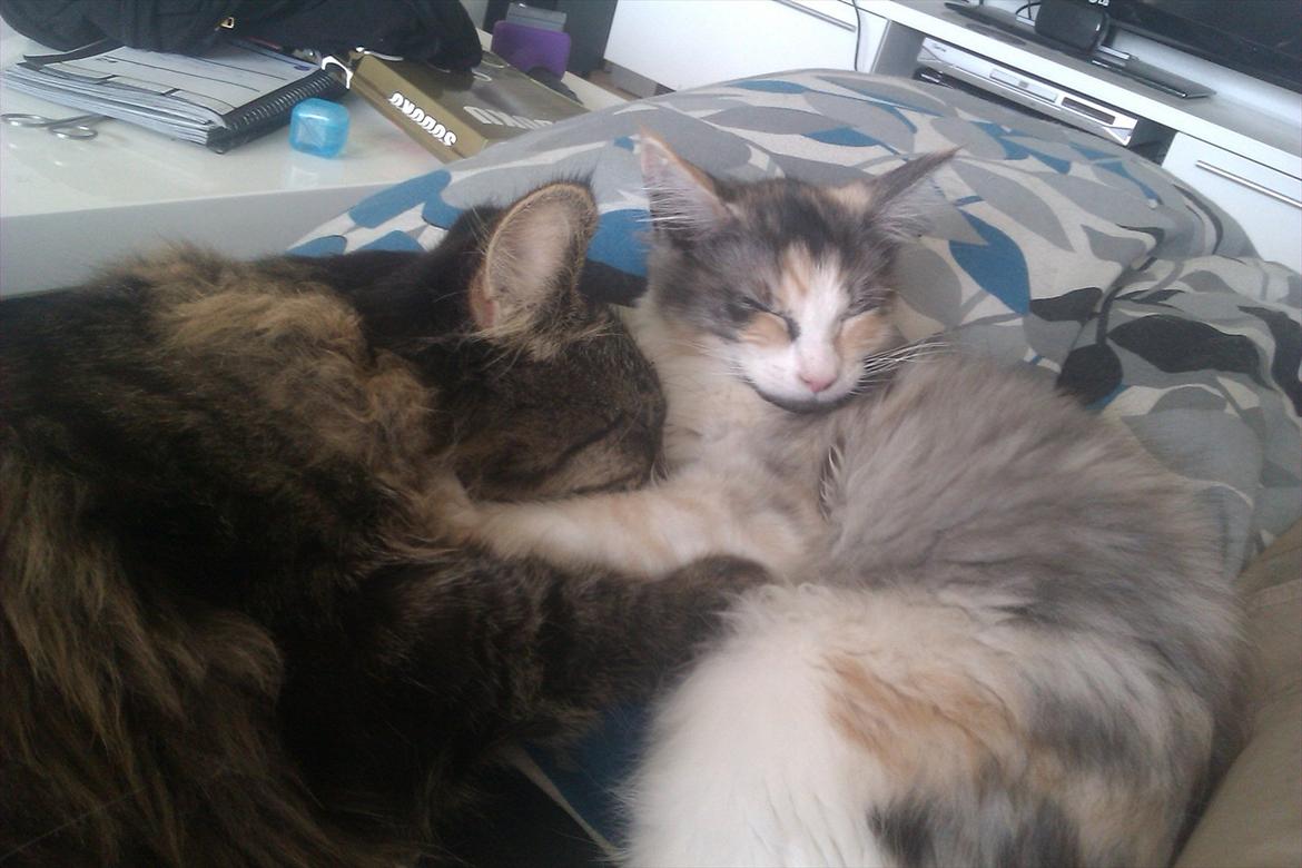 Maine Coon Fie billede 10