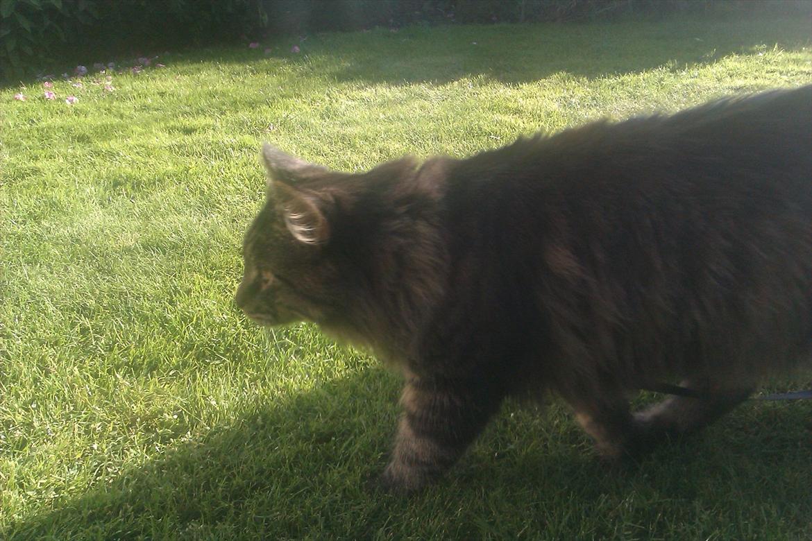 Maine Coon muffe billede 16