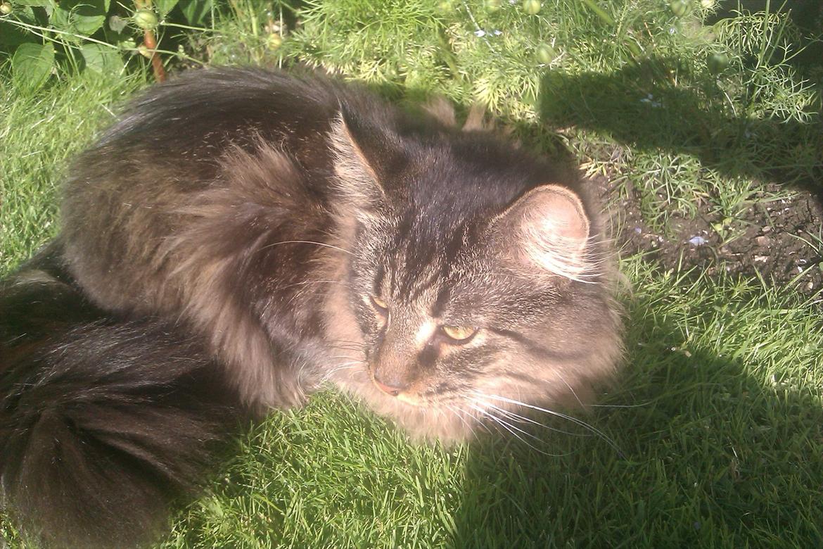 Maine Coon muffe billede 12