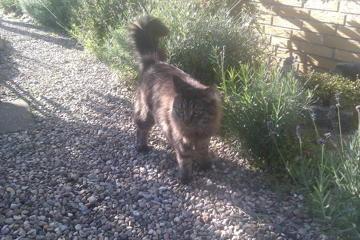 Maine Coon muffe billede 3