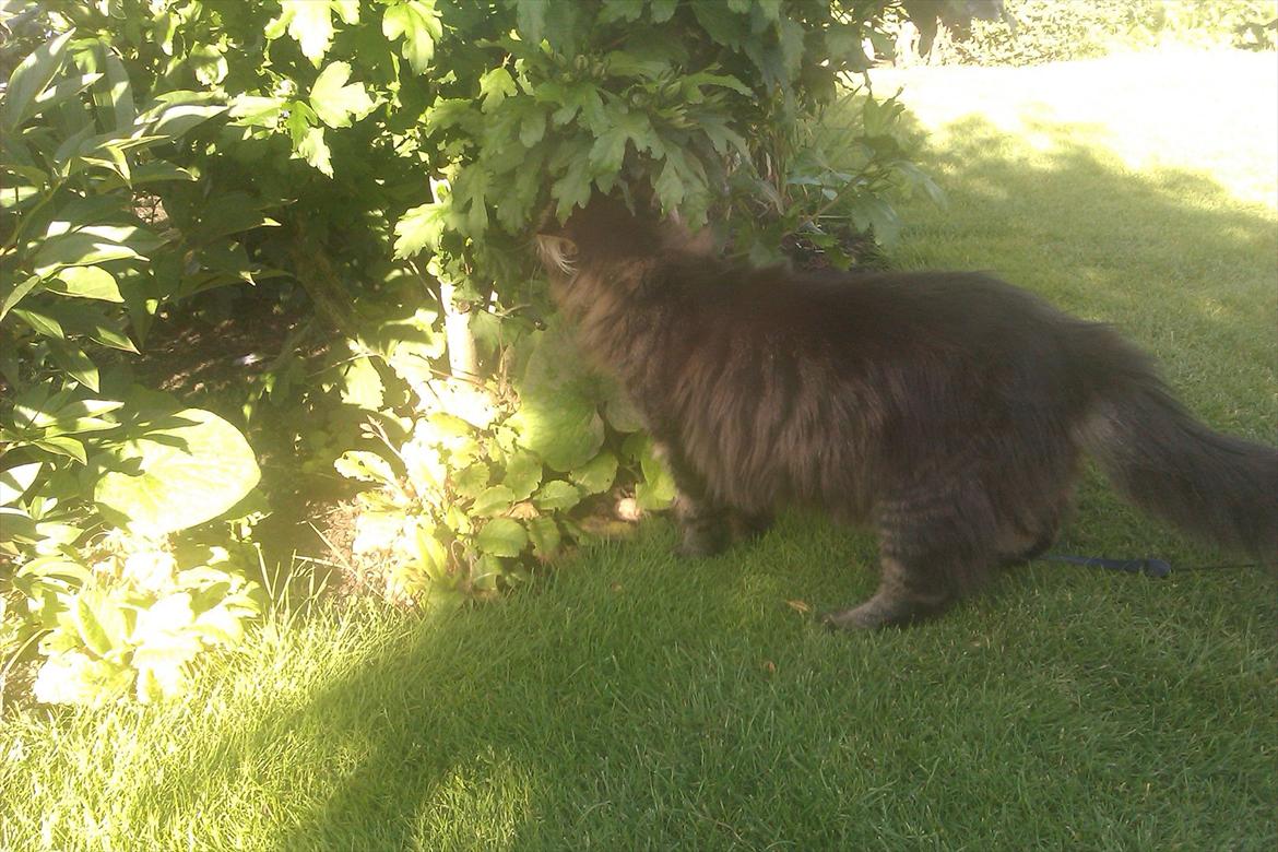 Maine Coon muffe billede 17