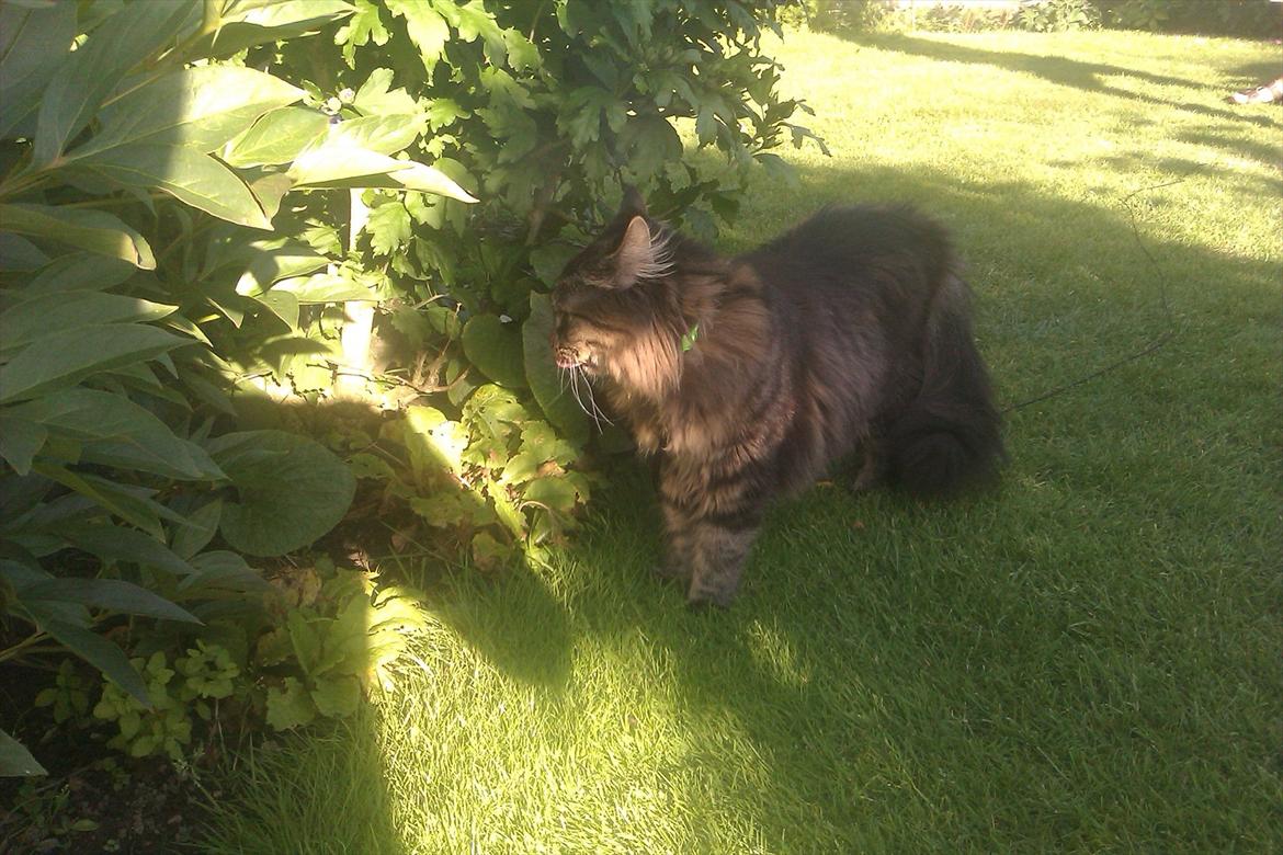 Maine Coon muffe billede 5