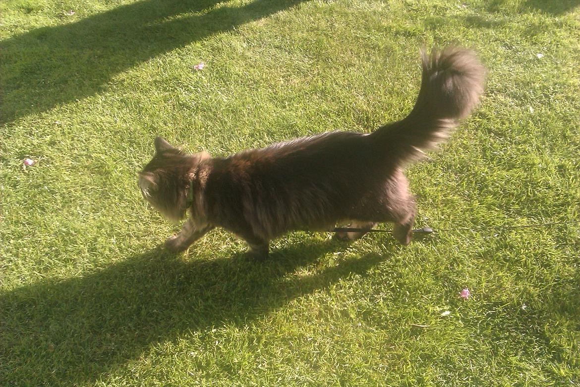 Maine Coon muffe billede 10