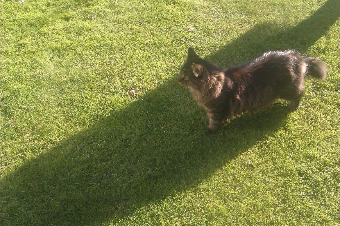 Maine Coon muffe billede 8