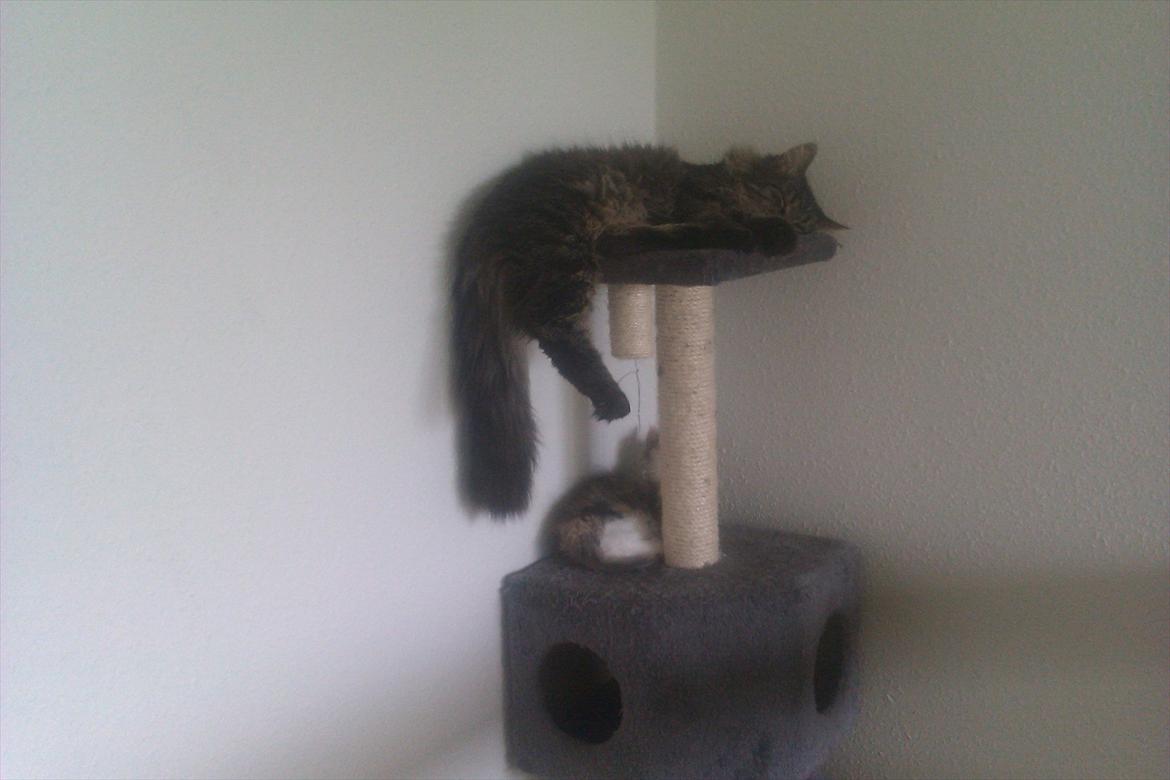 Maine Coon muffe billede 18