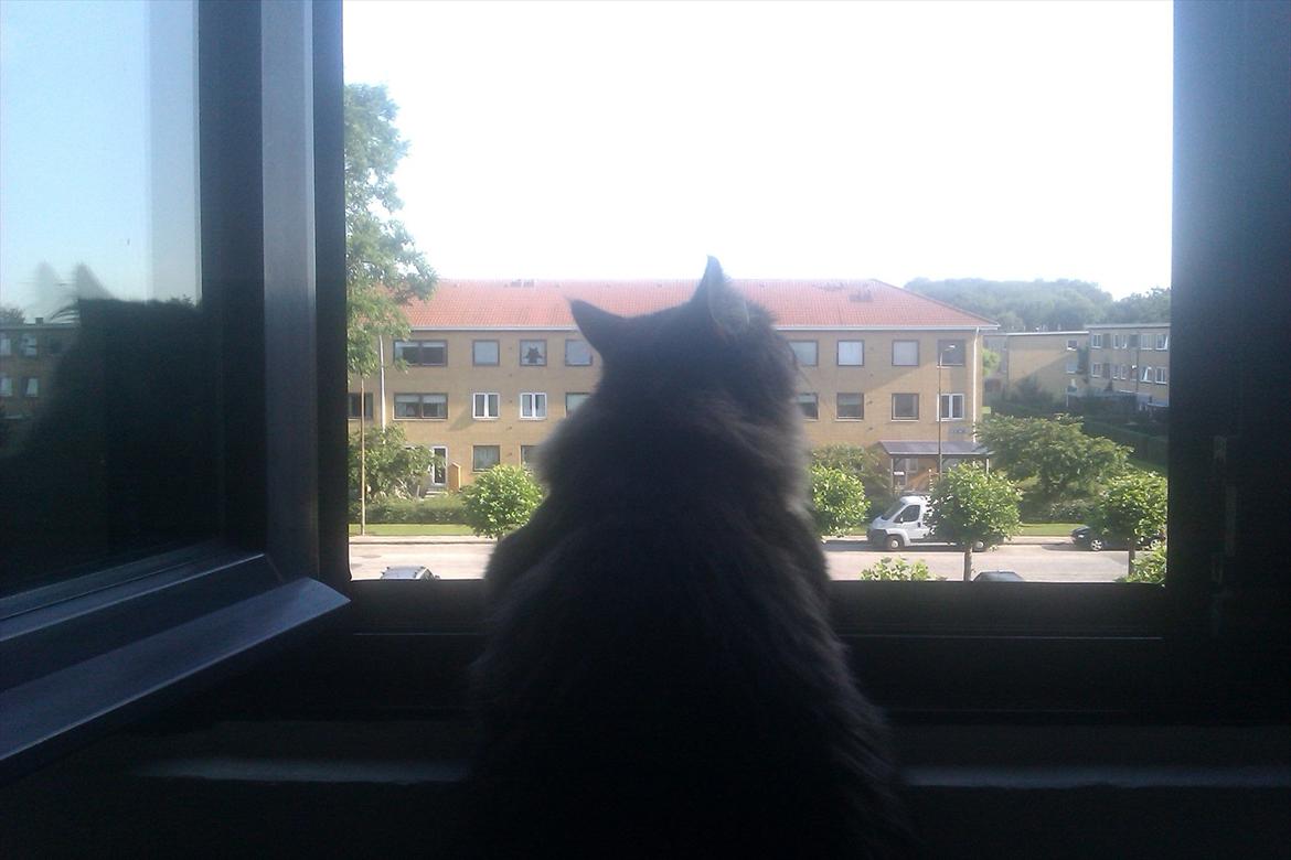 Maine Coon muffe billede 19