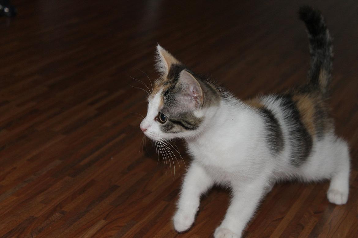 Huskat Darling - Velkommen til min profil (-:
Giv mig gerne en kommentar og en bedømmelse (-: billede 1