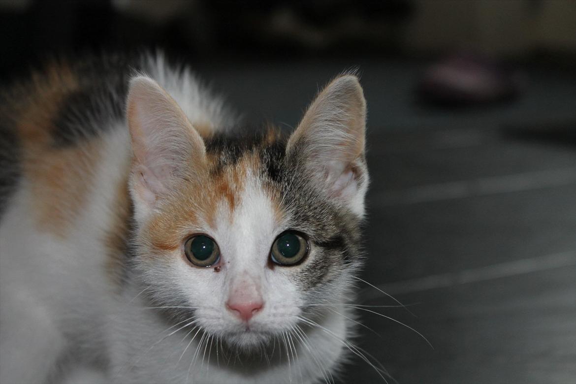 Huskat Darling - # 2
En lidt skræmt Darling (-: billede 2