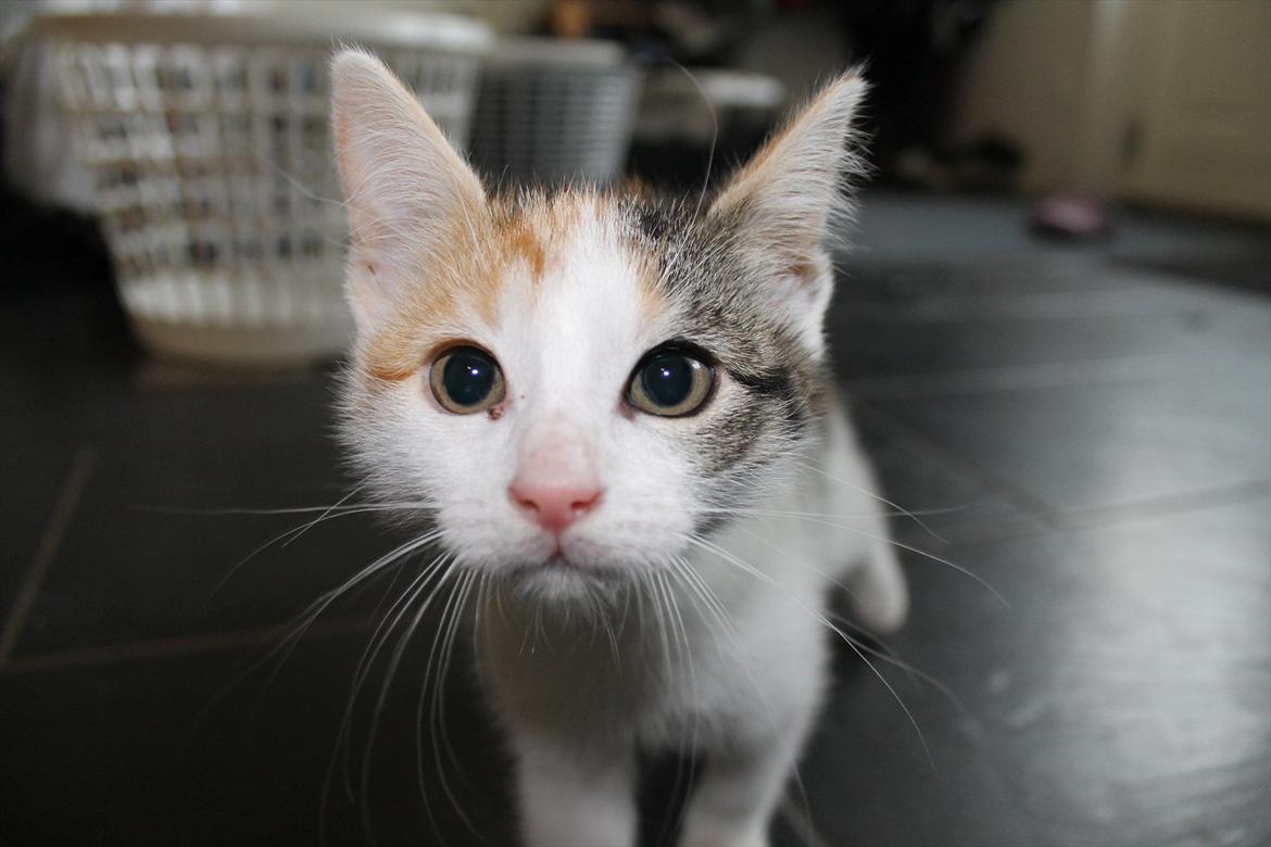 Huskat Darling - # 3
En nysgerrig Darling (-: billede 3