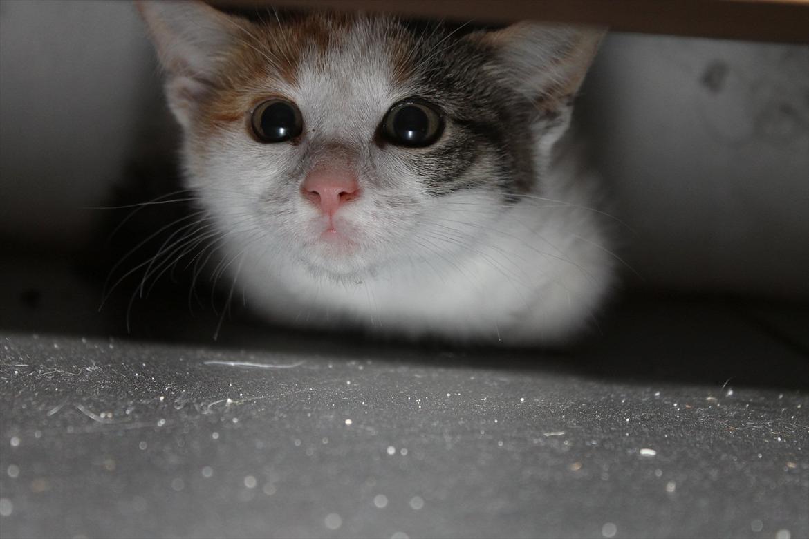 Huskat Darling - # 4
Darling under et skab (-: billede 4