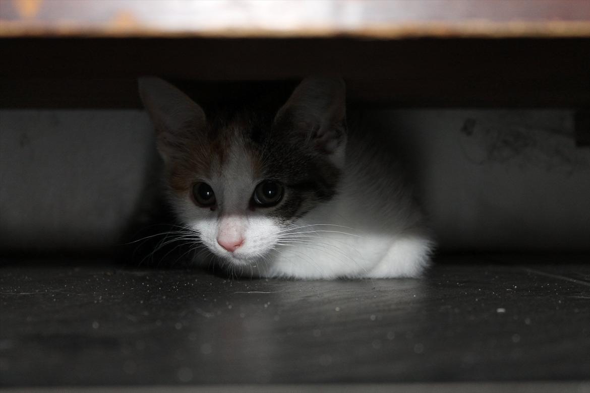 Huskat Darling - # 5
Darling under et skab igen (-: billede 5