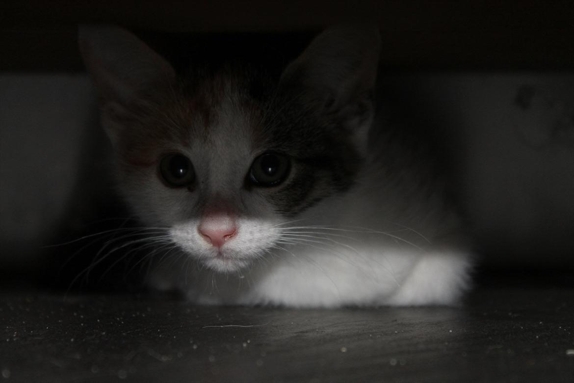 Huskat Darling - # 6
Og igen (-: billede 6