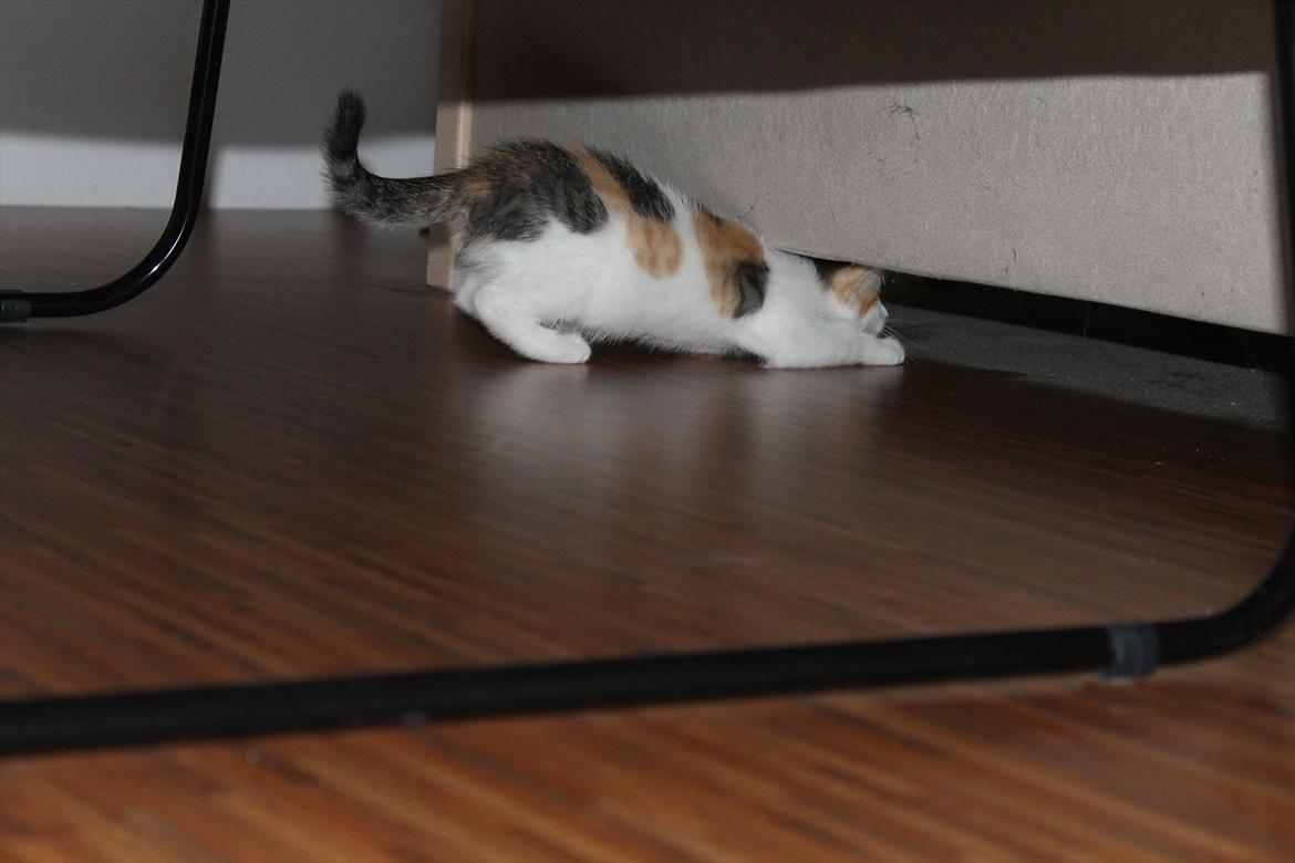 Huskat Darling - # 7
Darling på vej ind under min seng (-: billede 7