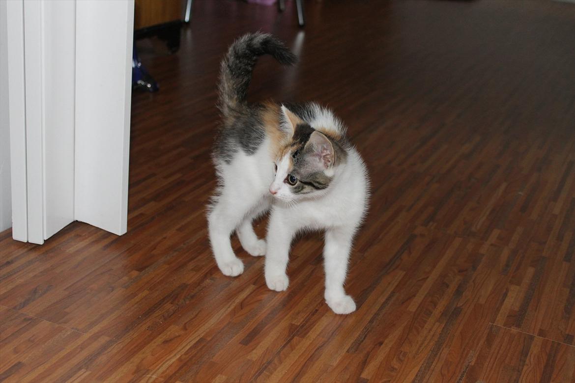 Huskat Darling - # 8
Darling hørte lige hunden (-: billede 8