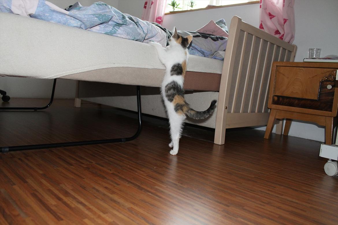 Huskat Darling - # 9
Darling på vej op i min seng(-:
Hun kan kun lige nå (-: billede 9